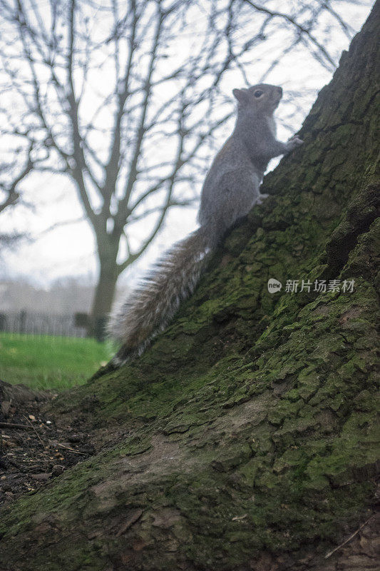 东部灰松鼠(Sciurus carolinensis)